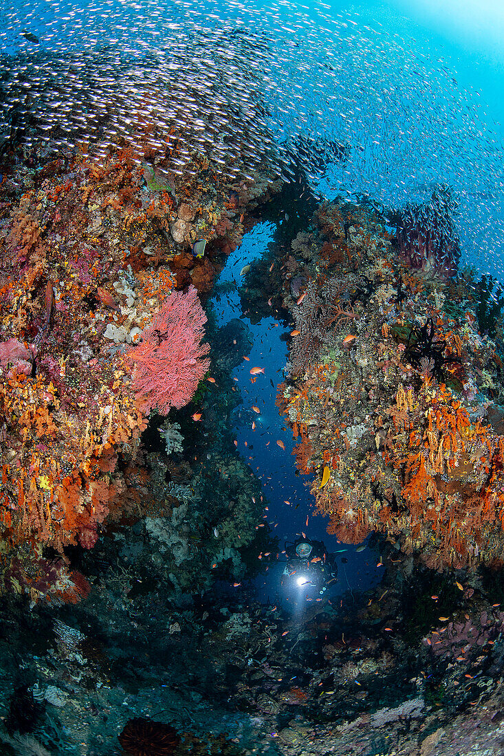 Coral reef in Raja Ampat, Indonesia