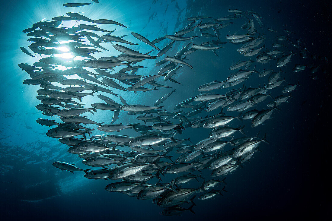 Heart-shaped school of jack fishes