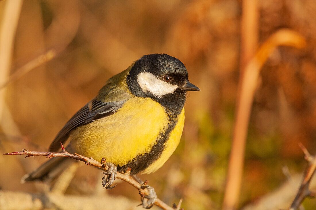 Great tit perched on branch