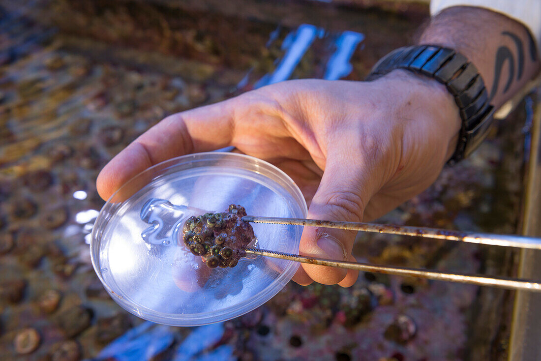 Lab-grown coral on a petri dish