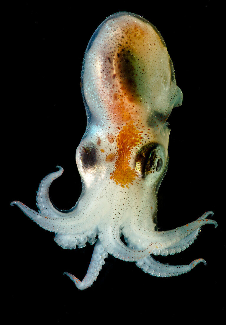 Seven arm octopus