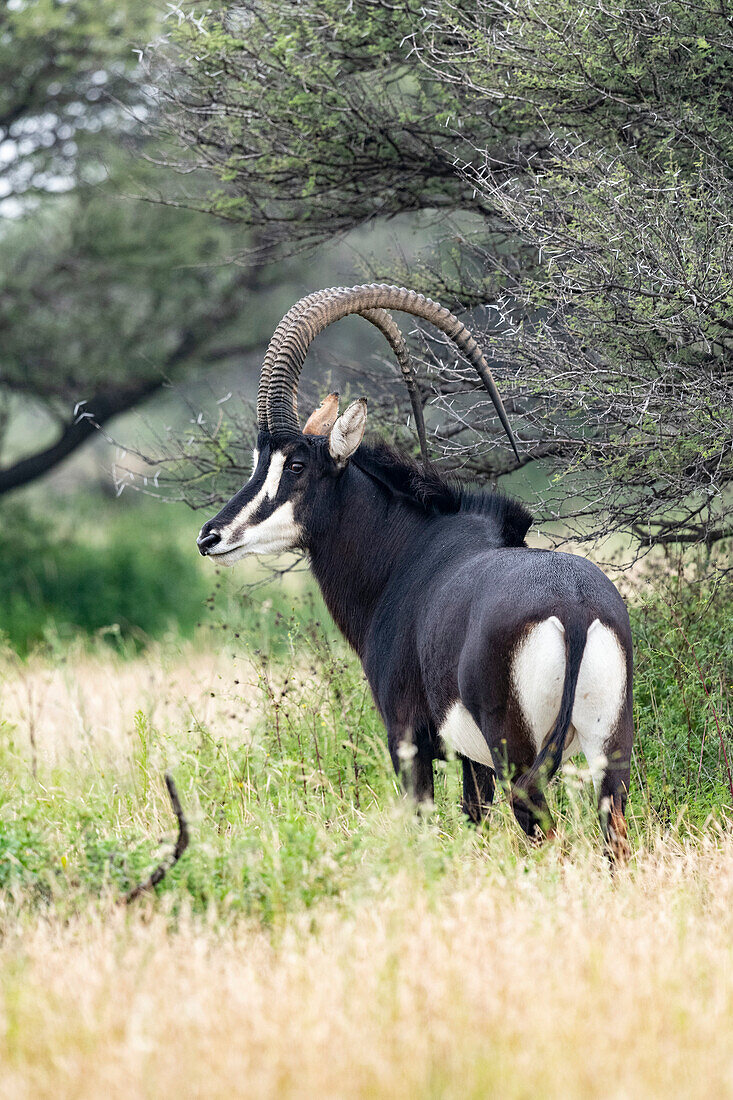 Male sable antelope