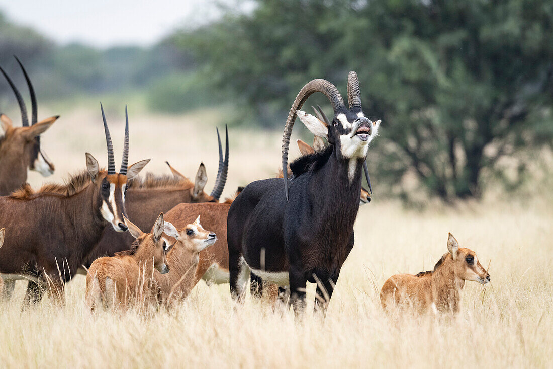 Sable antelope herd