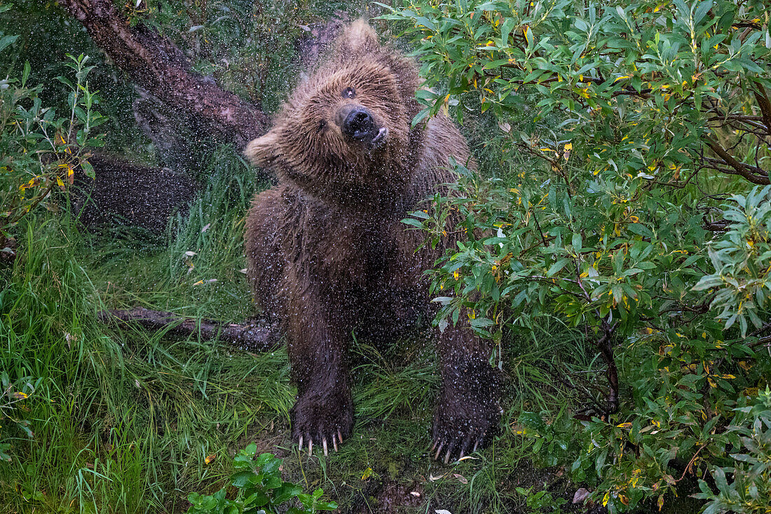 Brown bear shaking its body after a swim, Alaska, USA