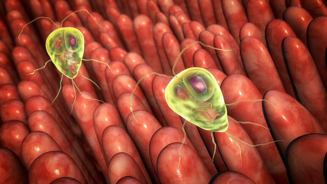 Giardia lamblia parasites in human intestine, illustration