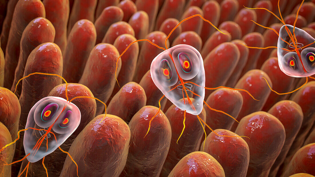 Giardia lamblia parasites in human intestine, illustration