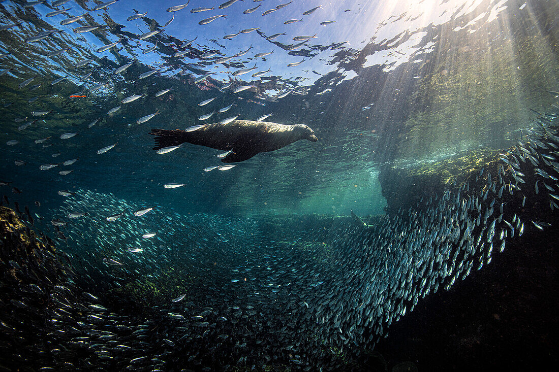 Sea lions in Los Islotes, Mexico