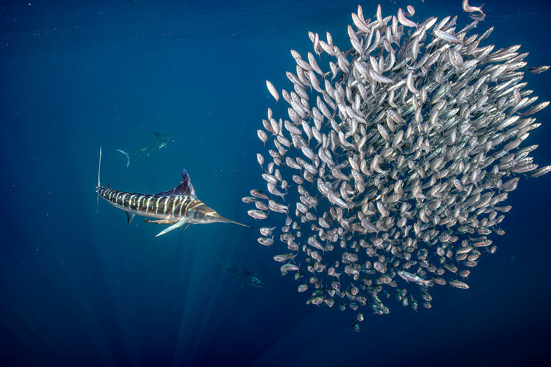 Striped marlin chasing a ball of mackerel fish