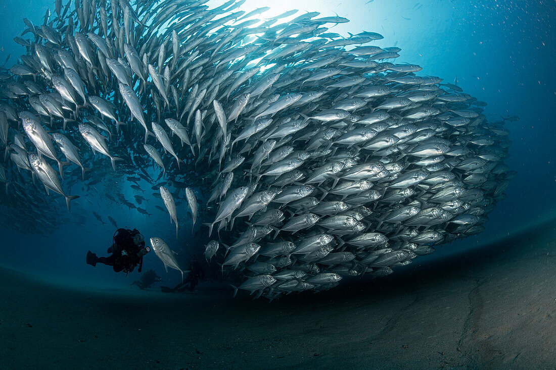 Diver and fish school in Cabo Pulmo, Mexico