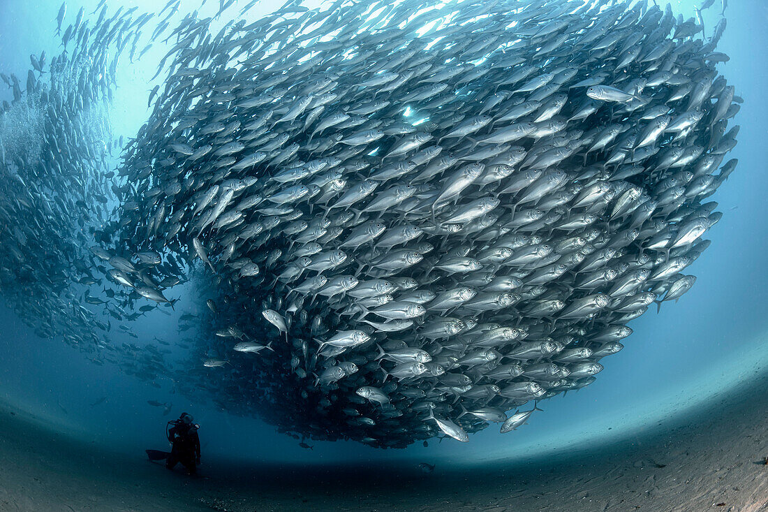 Diver and fish school in Cabo Pulmo, Mexico