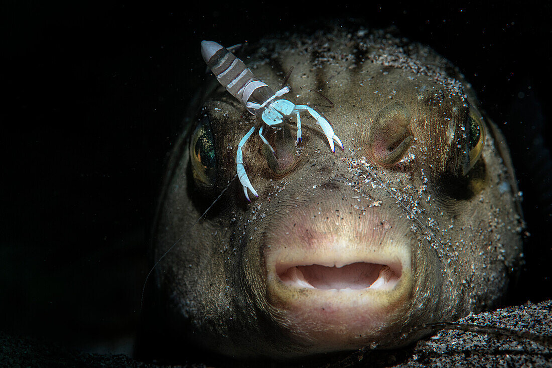Narrow-lined pufferfish with cleaner shrimp