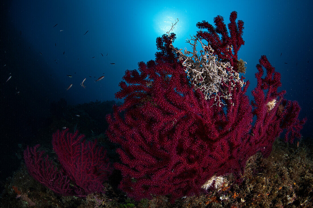 Deep mediterranean reef in Favignana island, Italy