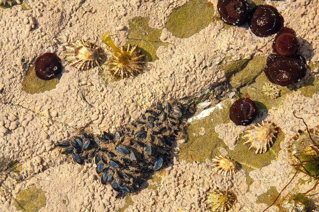 Common mussels and limpets in rockpool