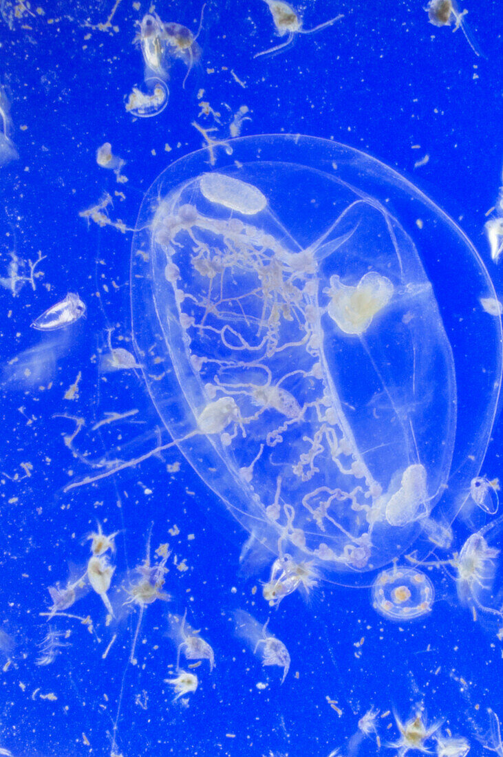 Marine plankton and juvenile jellyfish