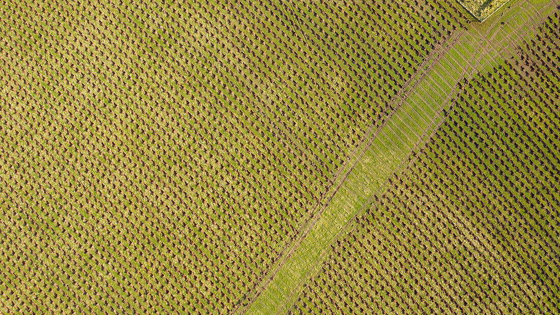 Conifer planting, aerial photograph