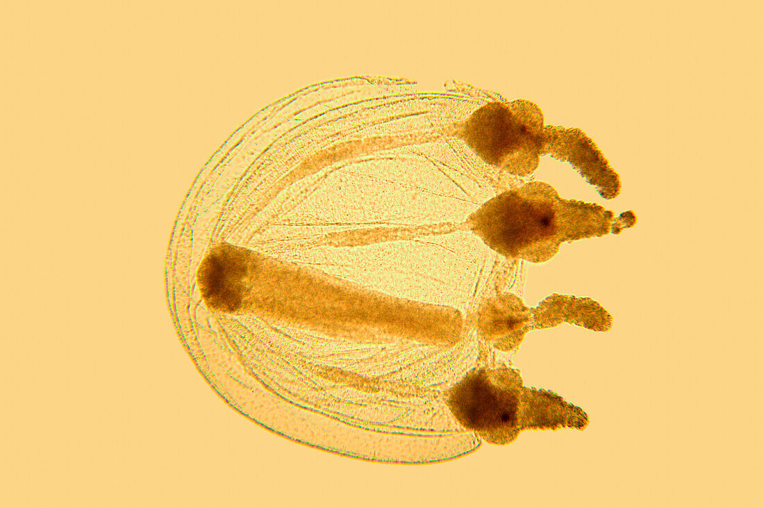 Juvenile jellyfish, UK