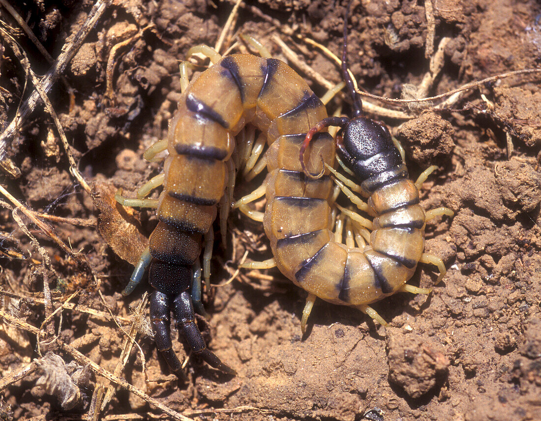 Venomous centipede