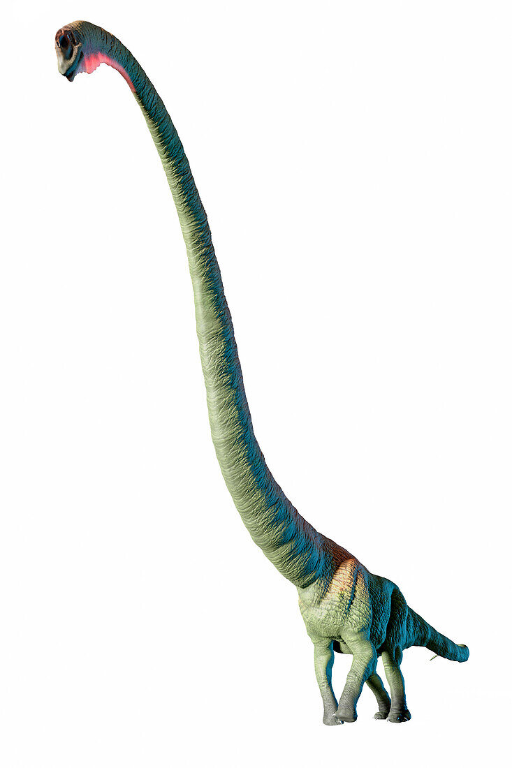 Artwork of Mamenchisaurus