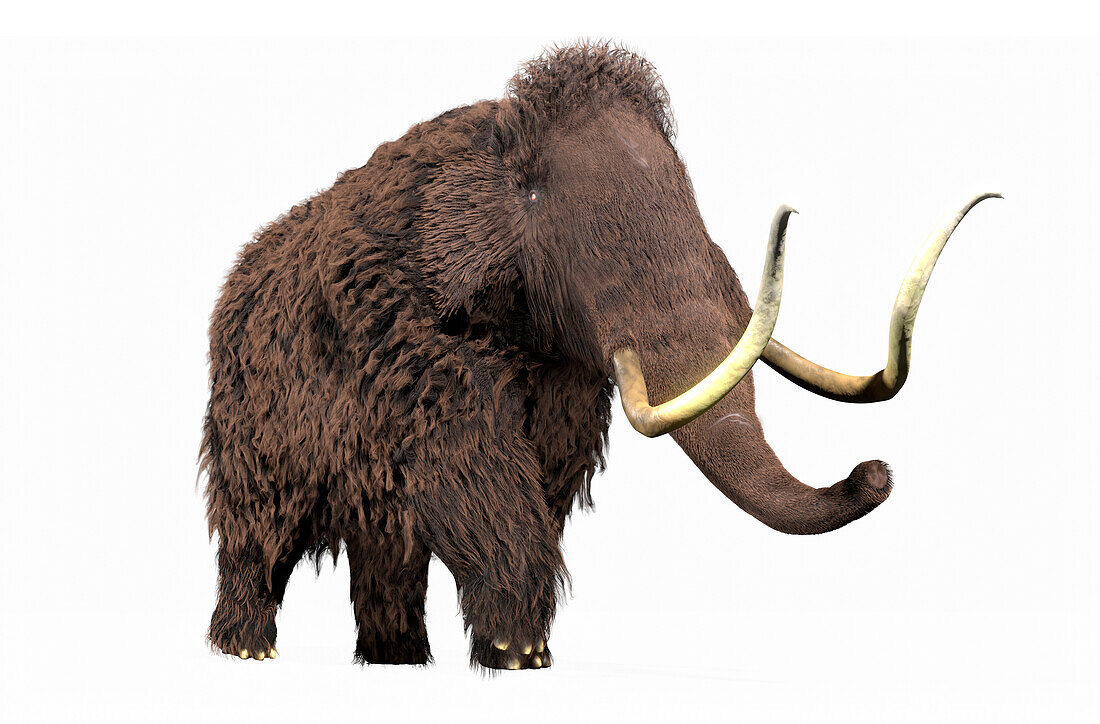 Artwork of a Woolly Mammoth