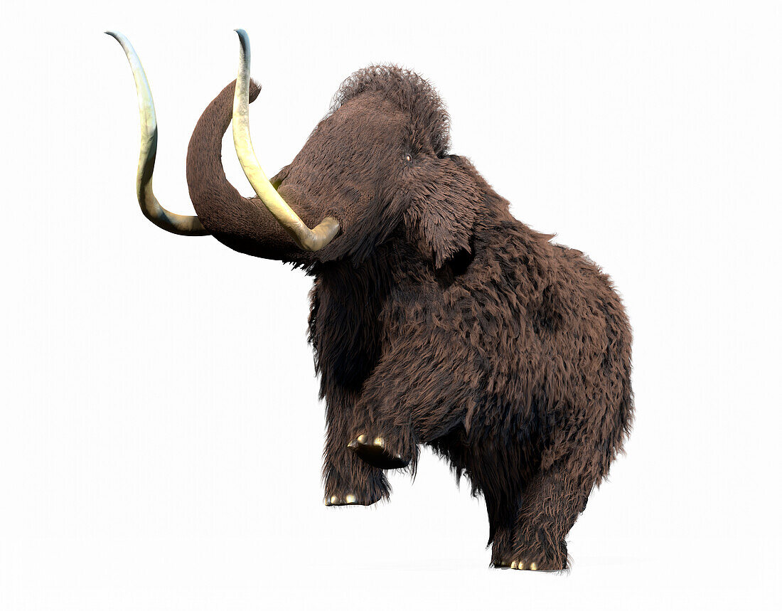 Artwork of a Woolly Mammoth