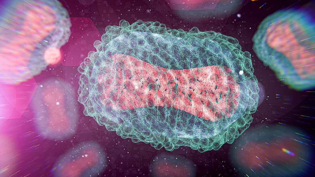 Monkeypox virus, illustration