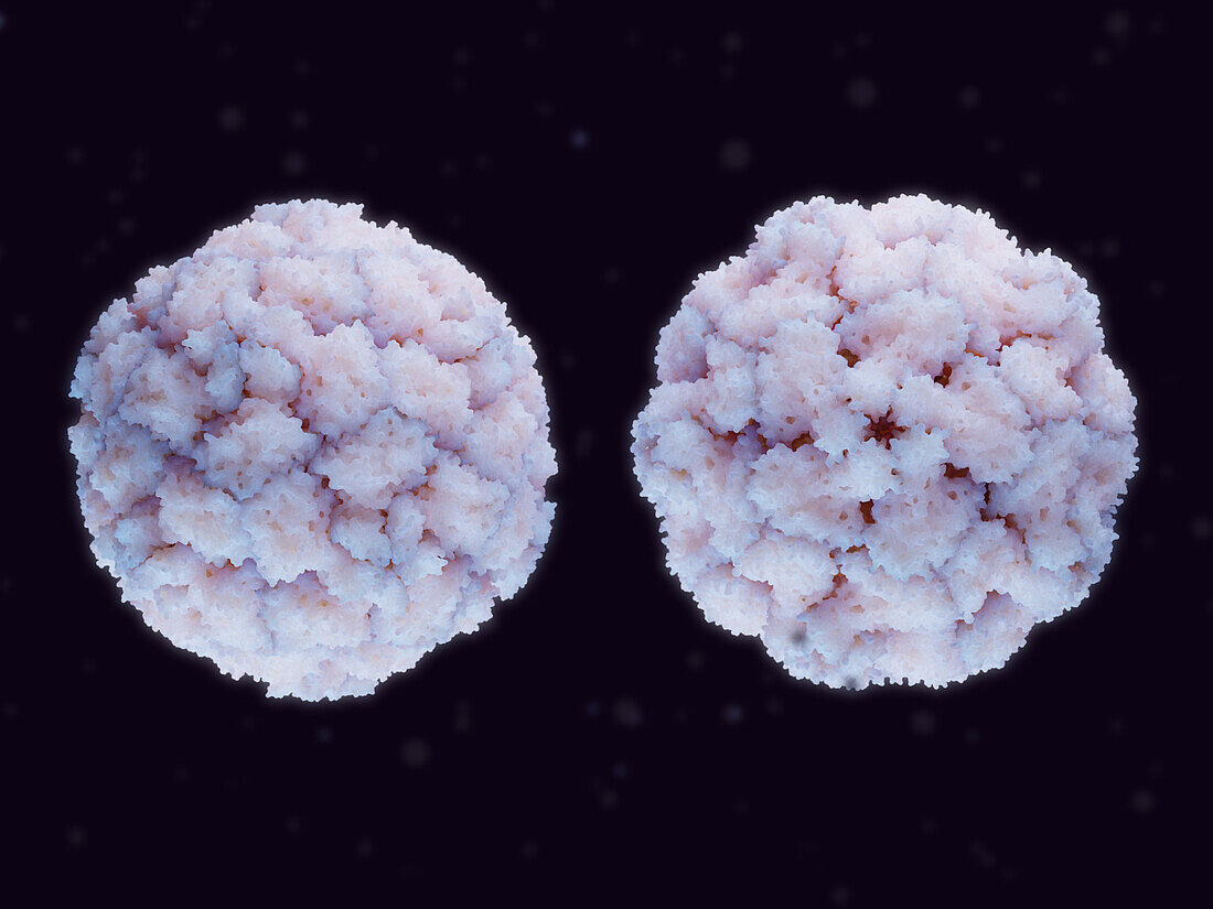 Inactivated and activated rhinovirus, illustration