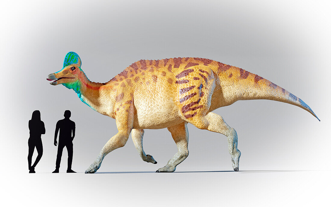 Humans compared to Corythosaurus