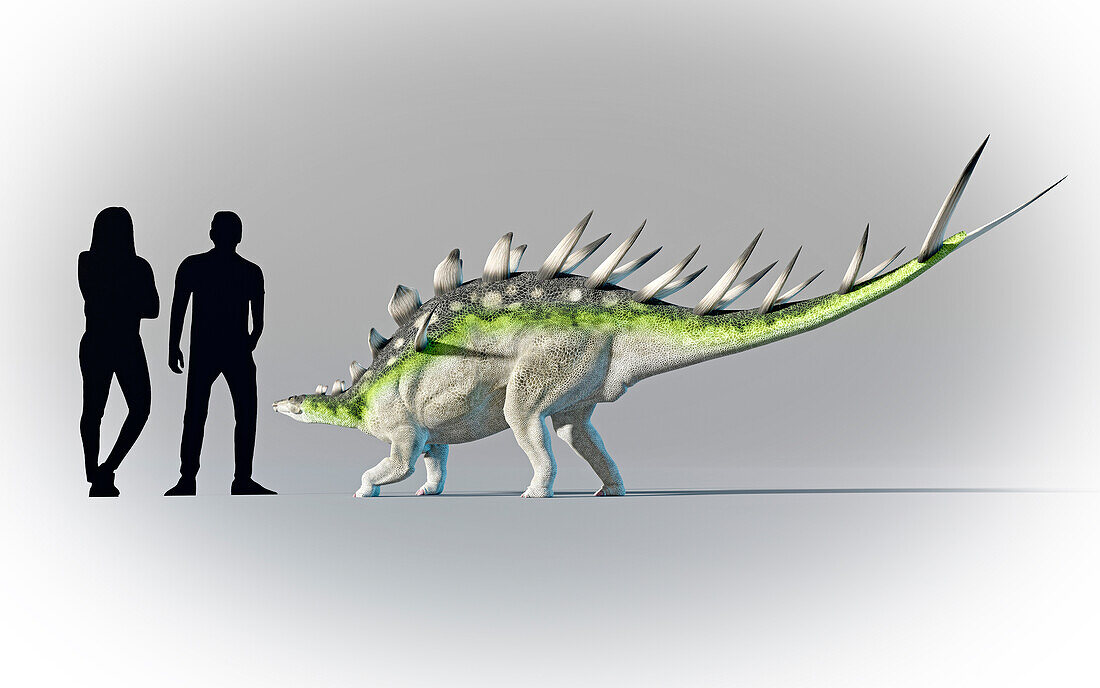 Humans compared in scale to Kentrosauru
