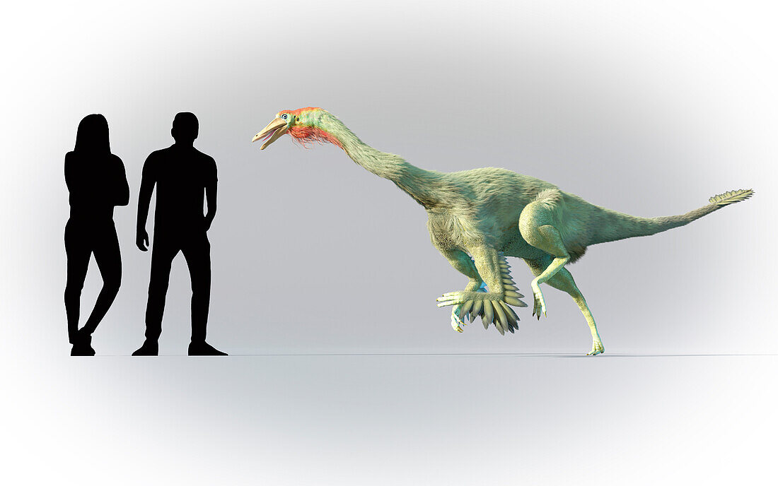 Humans compared in scale to Struthiomimus