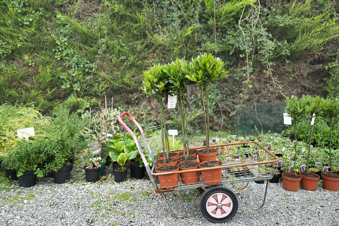 Cart with potted saplings at garden shop