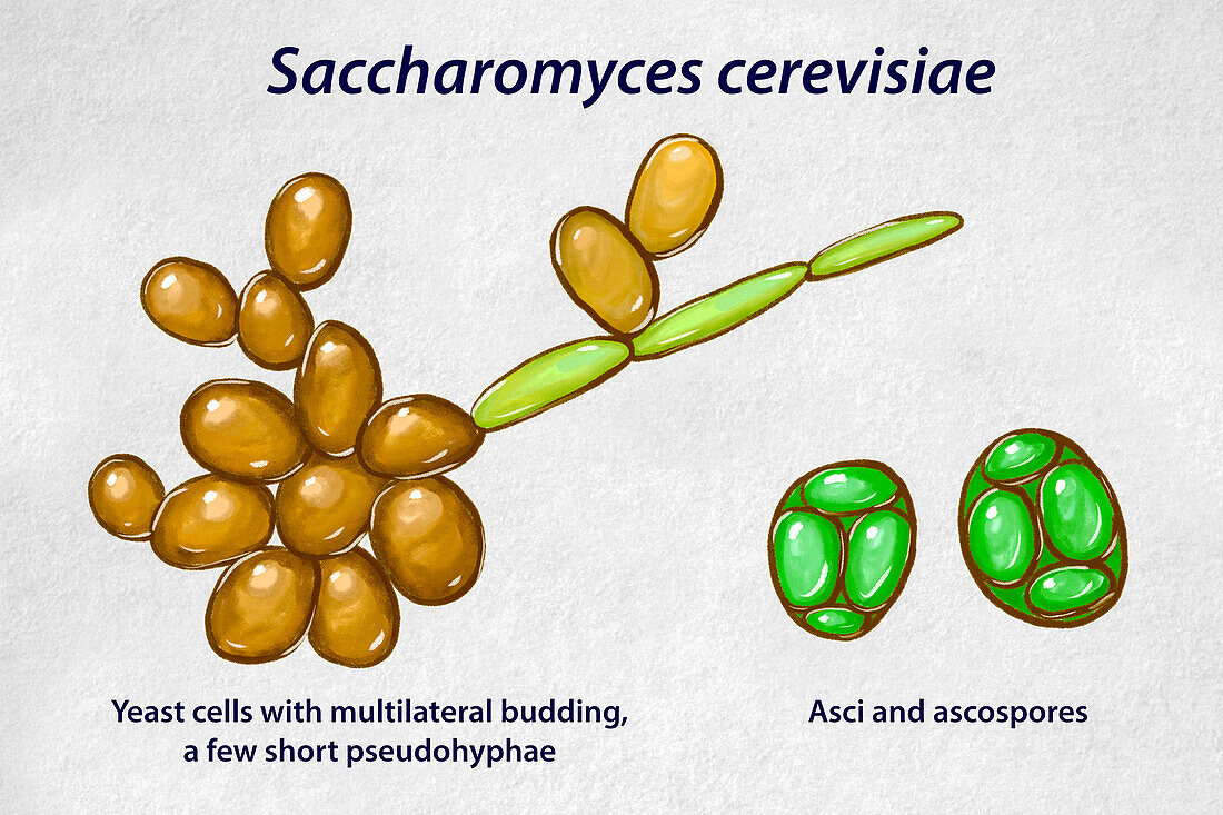 Saccharomyces cerevisiae yeast, illustration
