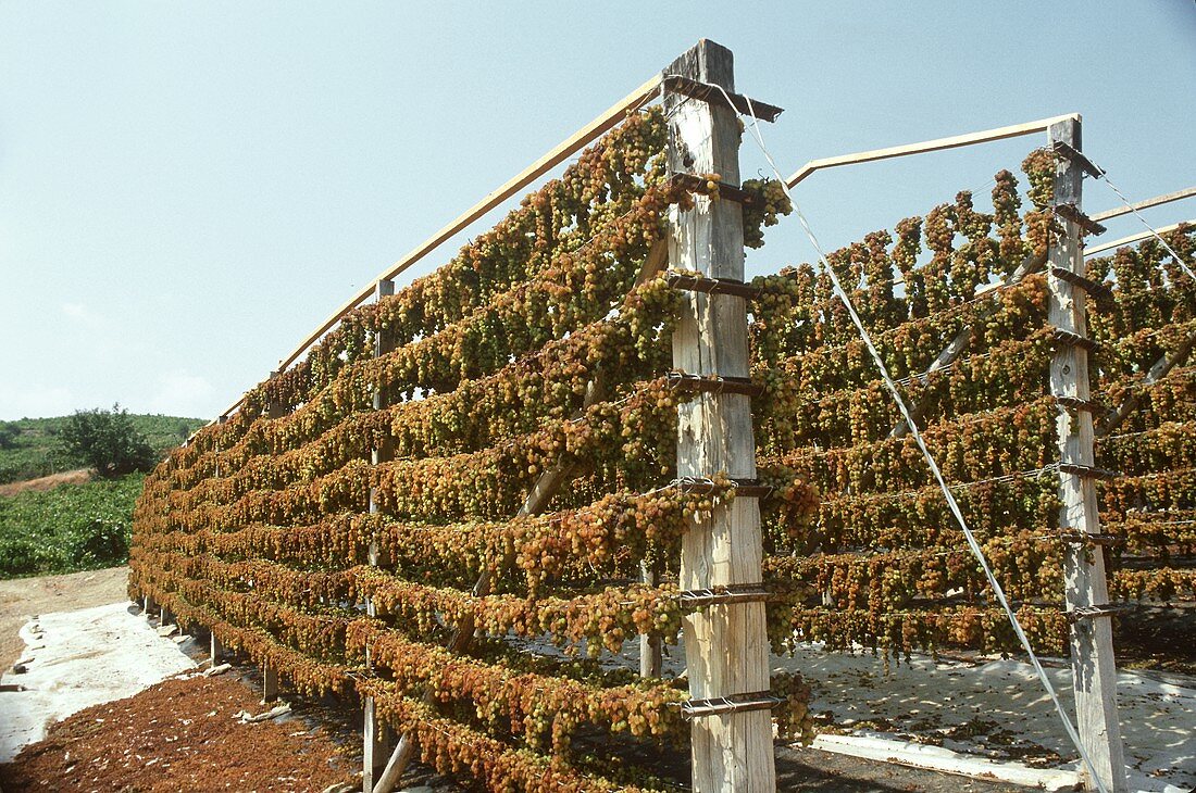 Trauben hängen auf Trockengestellen; Griechenland