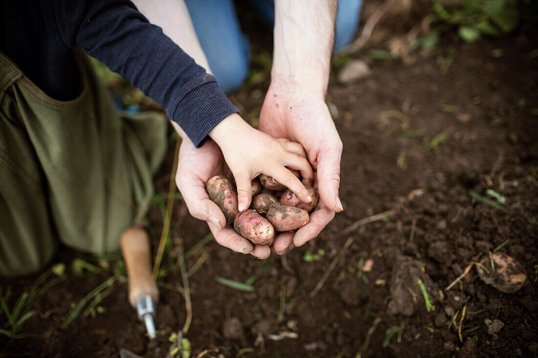 Hands holding harvested fingerling potatoes