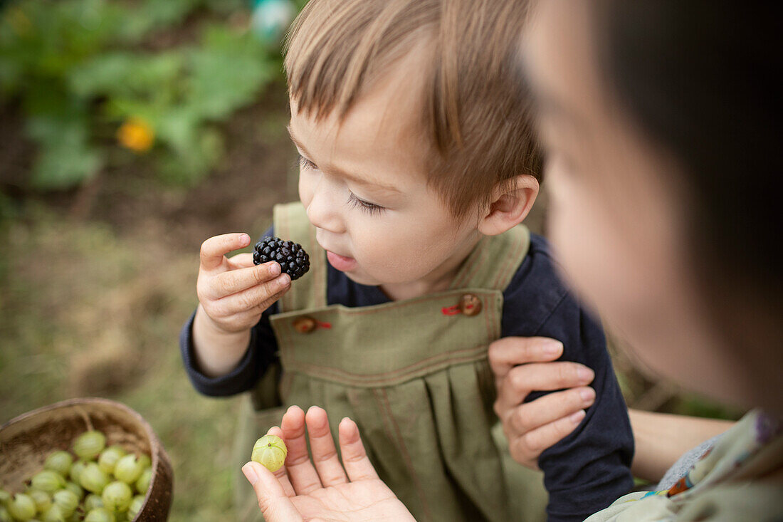 Toddler boy eating fresh blackberry