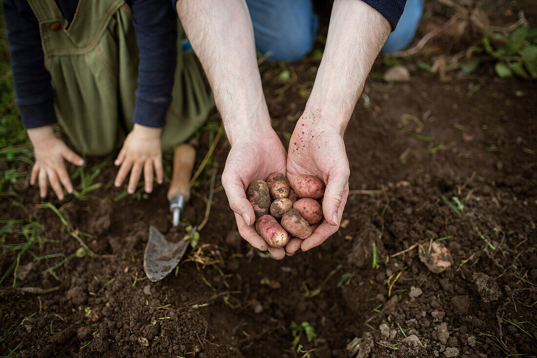 Hands cupping fresh harvested fingerling potatoes