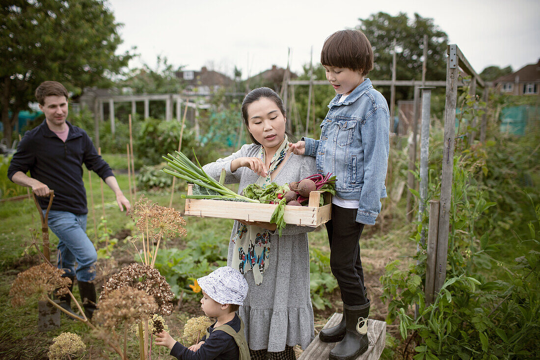 Family harvesting fresh vegetables on allotment