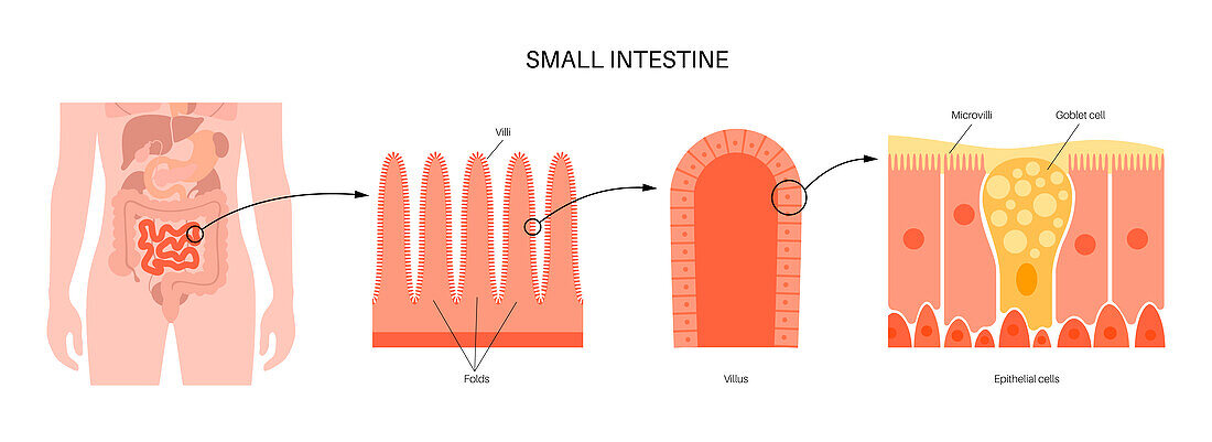 Small intestine anatomy, illustration