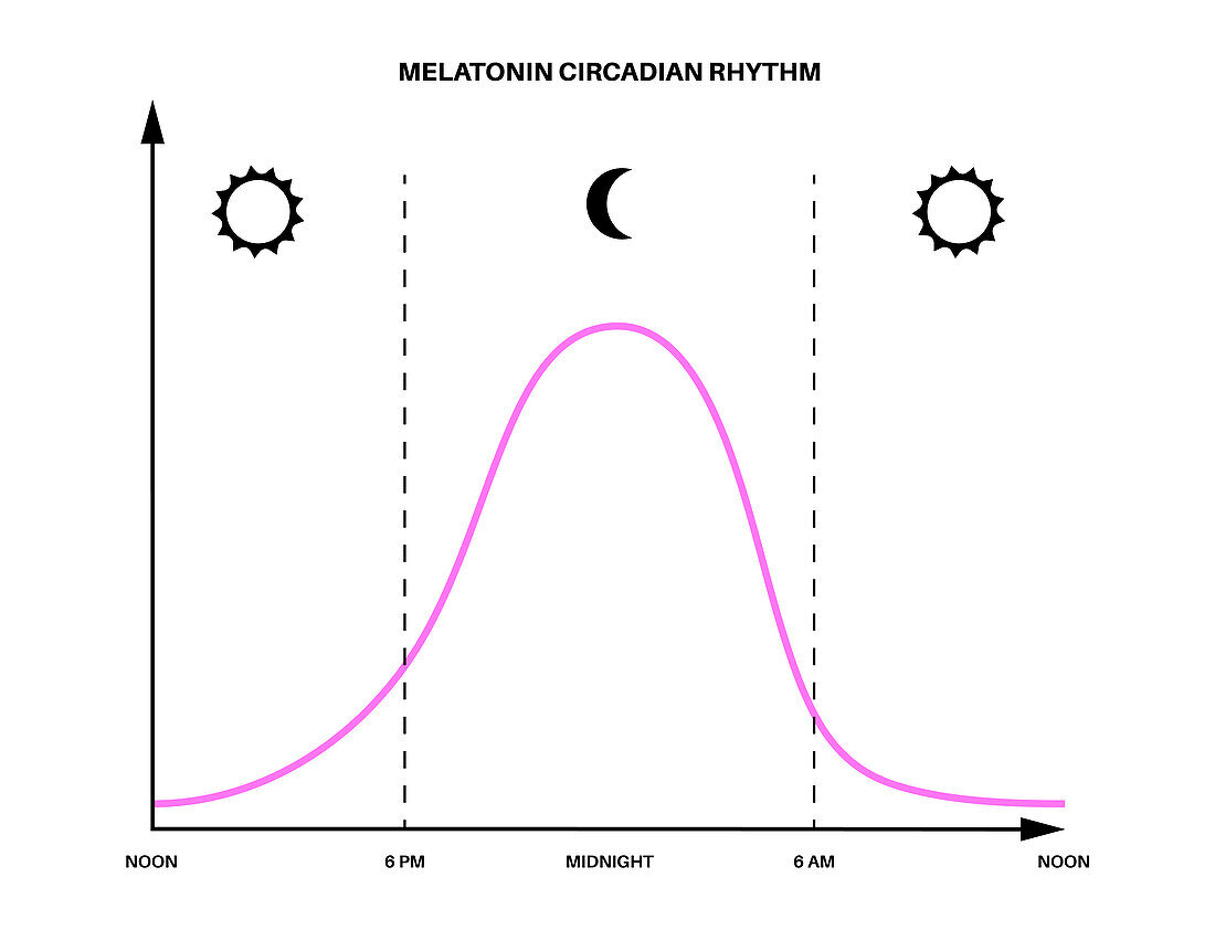 Sleep wake cycle, illustration