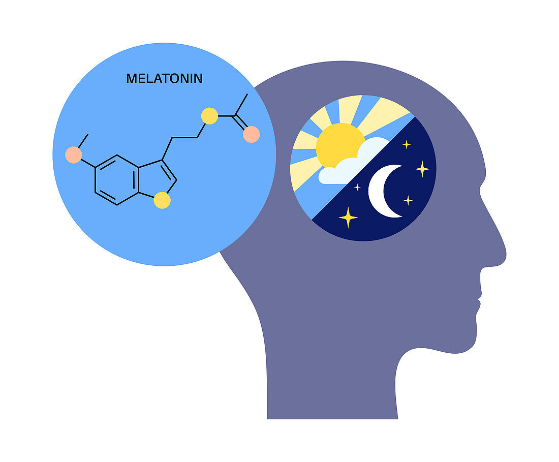 Sleep wake cycle, illustration