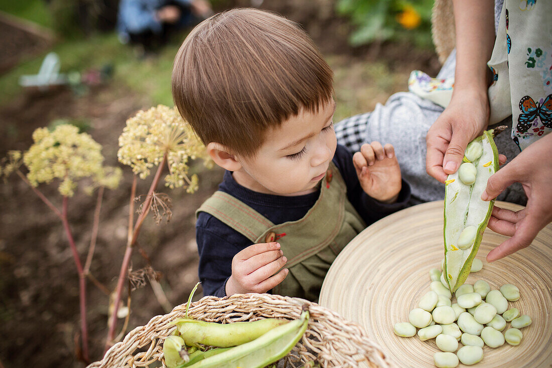 Toddler boy shelling butter beans with mother