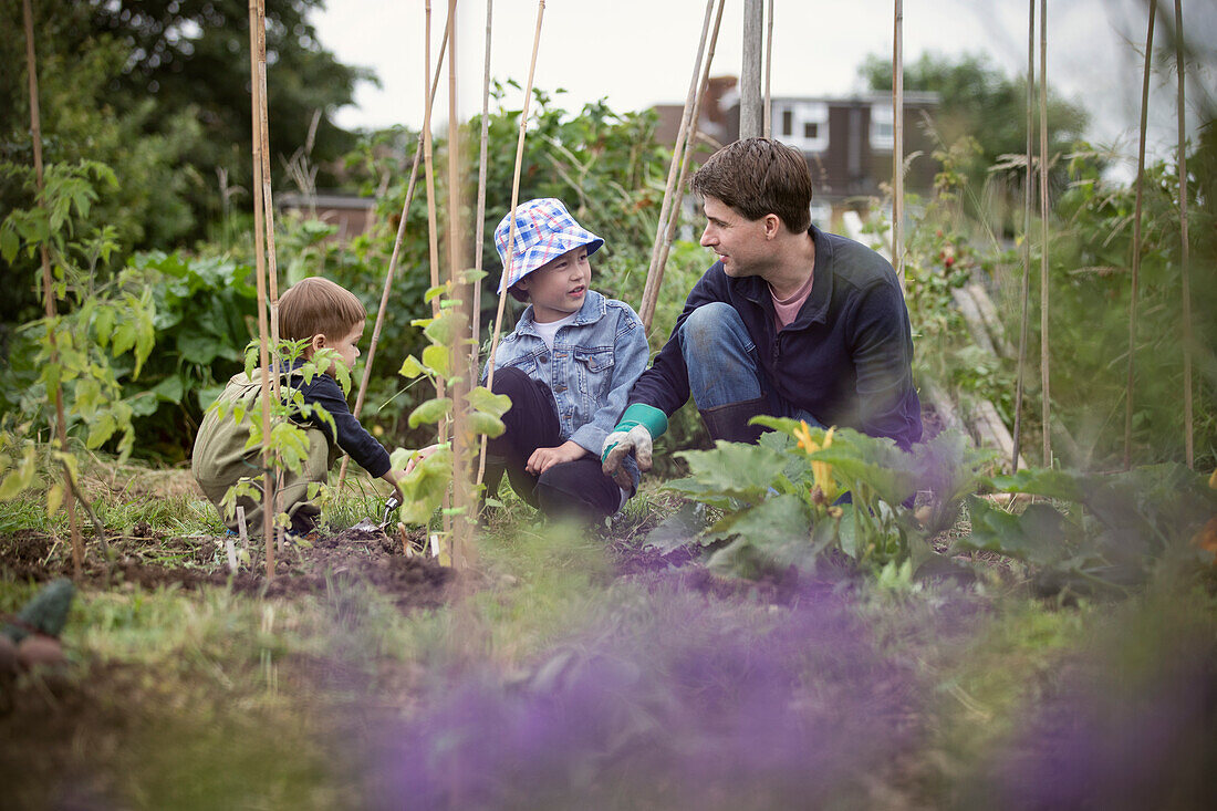 Father and sons gardening in vegetable garden