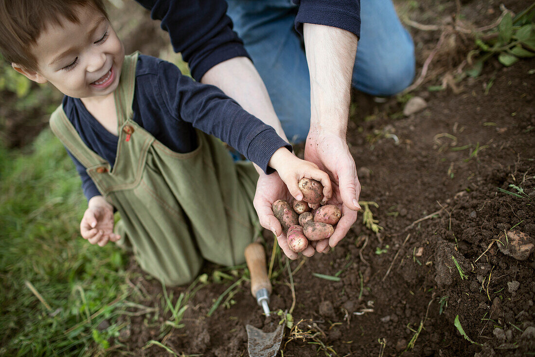 Father and toddler son harvesting fingerling potatoes