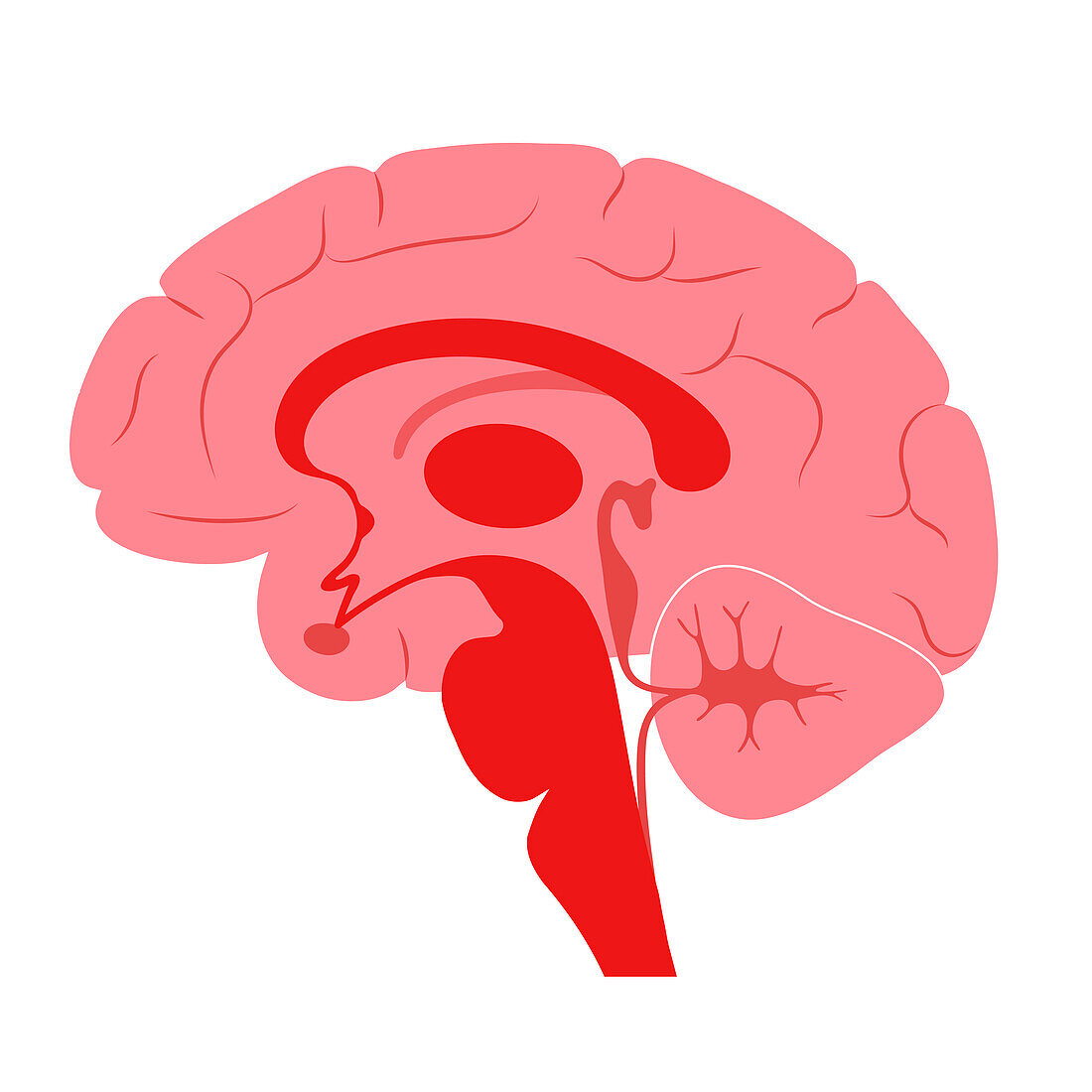 Human brain, illustration