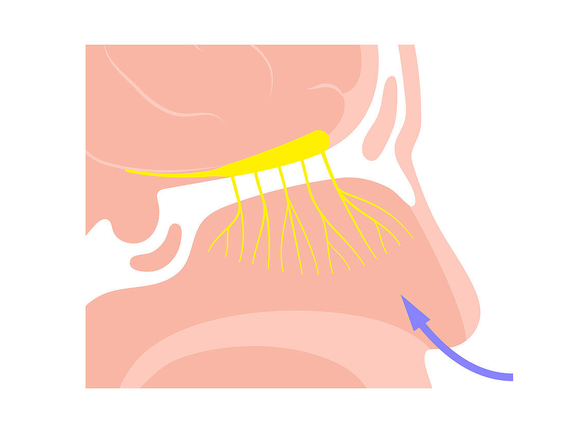 Olfactory system, illustration