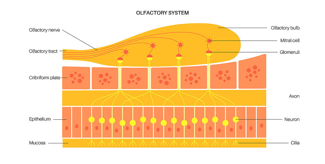 Olfactory system, illustration