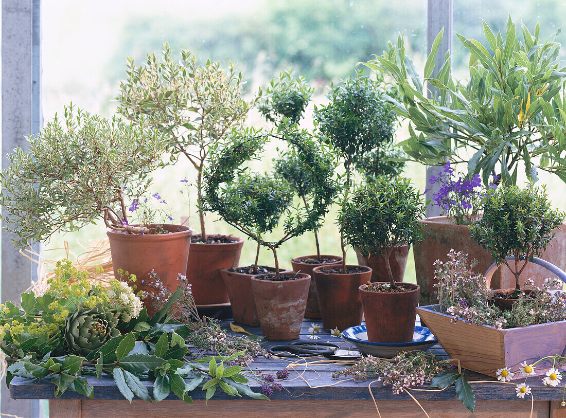 Still life with herb pots in a window