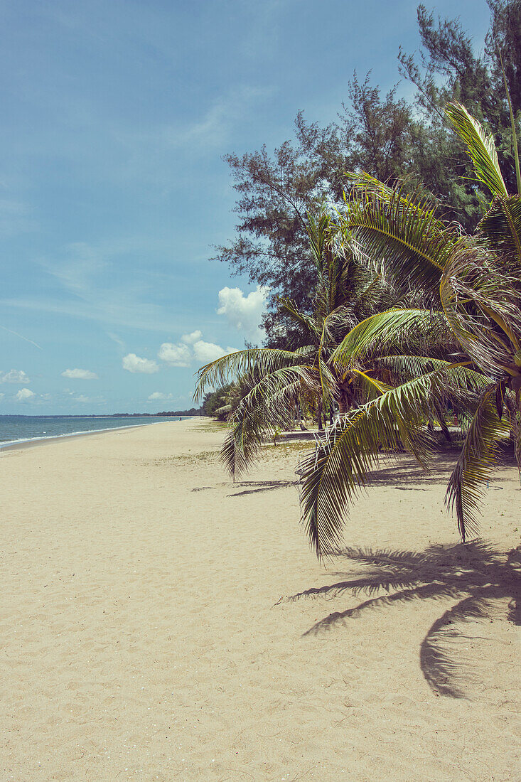 Beach with palm trees (Guadeloupe, Caribbean)
