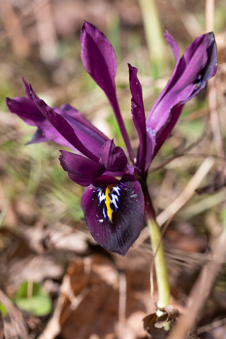Purple iris (Iris reticualata), Purple Hill, in meadow