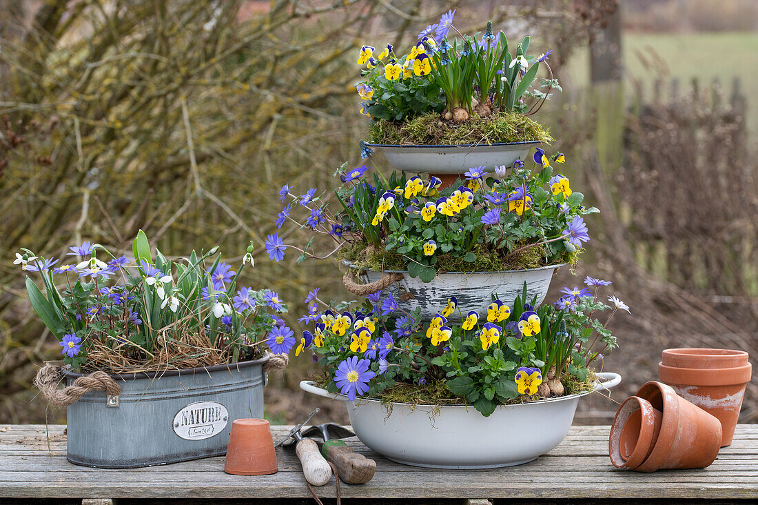 Balkan anemone (Anemone blanda), snowdrop, and horned violet (Viola cornuta), in a tiered dessert stand flower bowls