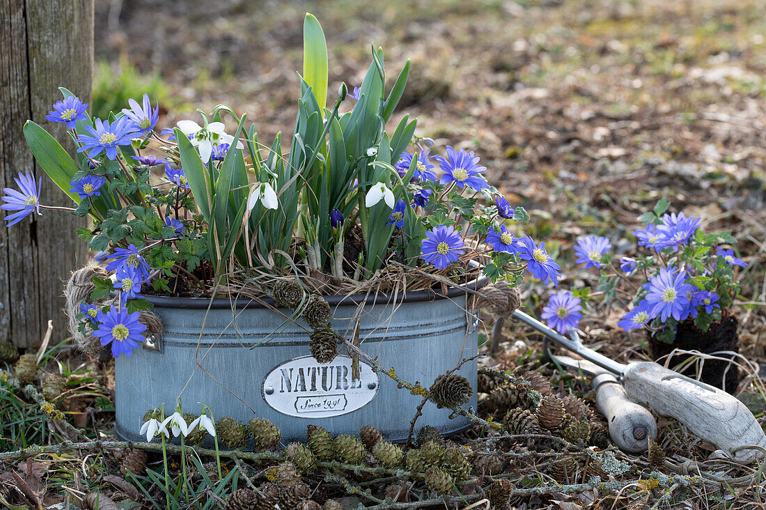 Balkan anemone (Anemone blanda), and snowdrop (galanthus) in tin tub, spring flowers in the garden